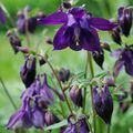 Aquilegia vulgaris