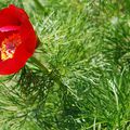 Paeonia tenuifolia