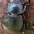 Dorcus parallelipipedus femelle (Lucanidae)