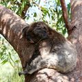 Les Koalas de Yanchep national park !