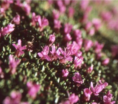 Audrasace, Termignon, 04/08/2005, 20/17