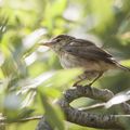 LA POUPONNIERE DE L'ETANG (5): LA ROUSSEROLLE EFFARVATE