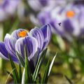 Les crocus de Bercy