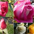 Roses #7