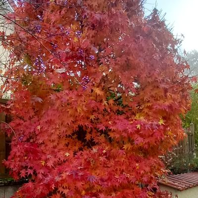 Couleurs d'automne 🍁🍂🍁🍂🔥 💜