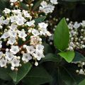 Le Laurier-Tin au feuillage persistant structure le jardin...