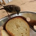 Les mercredis gourmands pour des appétits d'oiseau 