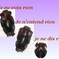 Les singes de la sagesse!