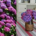 Rayures & Hortensias