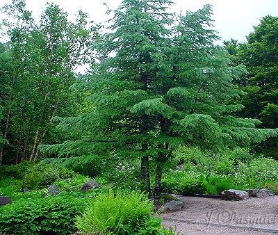 Jardin du Haut-Chitelet ( Vosges )