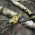 Le bouleau, refuge des oiseaux.