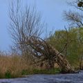 L'arbre sous tous ses états 