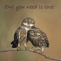 Owl you need is love !...