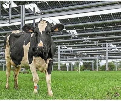 REVUE DE PRESSE NORMANDE au 27 juin 2025: l'avenir du bocage Normand? Faire pâturer des Pisseuses de lait Prim'Holstein sous des ombrières photovoltaïques...