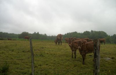 UN PETIT BOUT DE CAMPAGNE AVEC LES BELLES LIMOUSINES