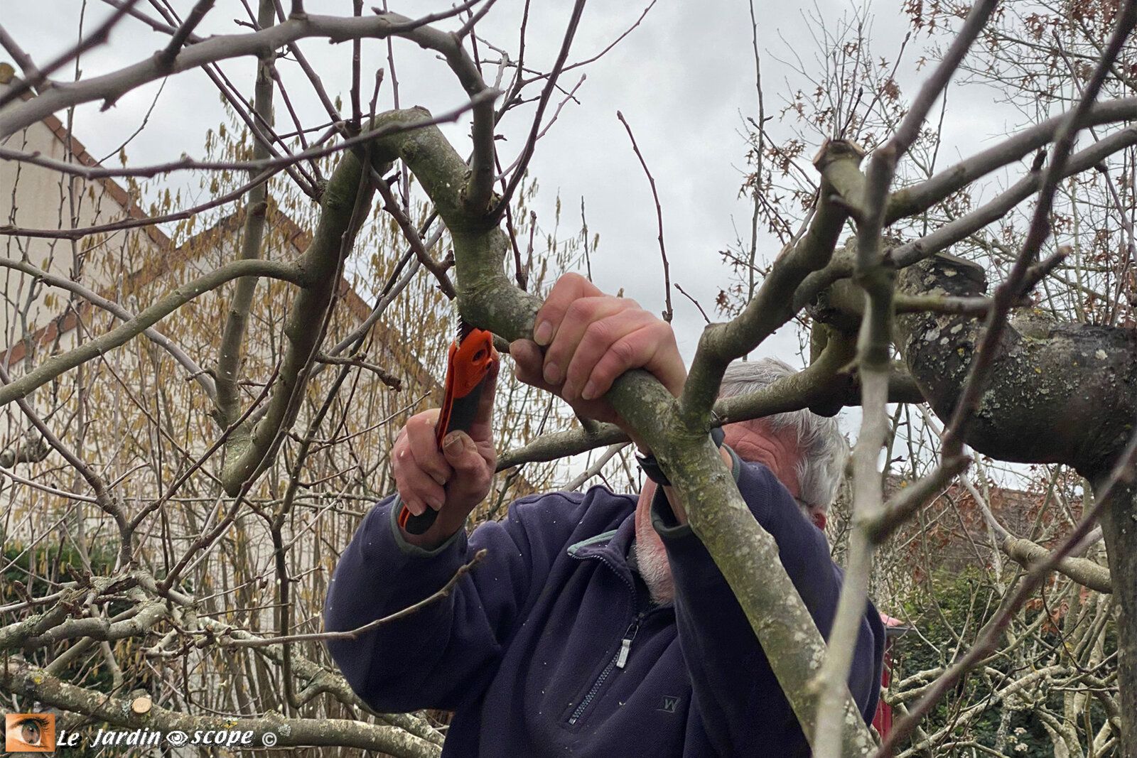 Taille des arbres fruitiers à pépins