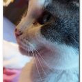 La vieille chatte et le soleil