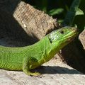 Un prédateur dans le parc