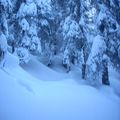 Petite sortie dans la forêt sous neuteu le matin avec Théo et l'après-midi retour à Taney sous Alamon