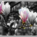 Magnolias noir et blanc et  couleur 