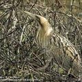 Un hiver meurtrier pour l'ornithologie, Alsace.