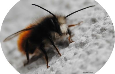 Une abeille barbue et moustachue : l'Osmie cornue (Osmia cornuta) mâle