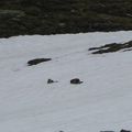 Marmottes, bataille dans la neige