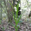 CePHaLaNTHeRa LoNGiFoLia 