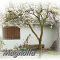 MAGNOLIA