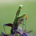 Chercher la petite bête...🦗🌺🐝