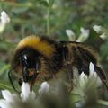 Bombus