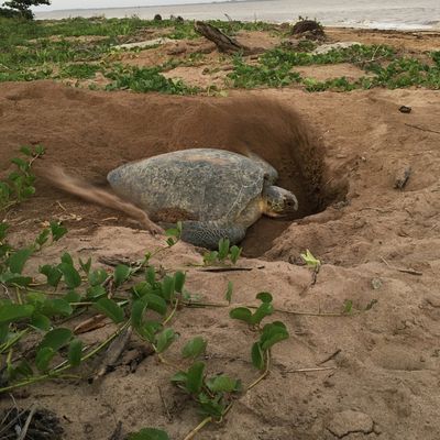 Ponte d’une tortue verte sur la plage d’Awala