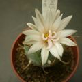 turbinicarpus knuthianus