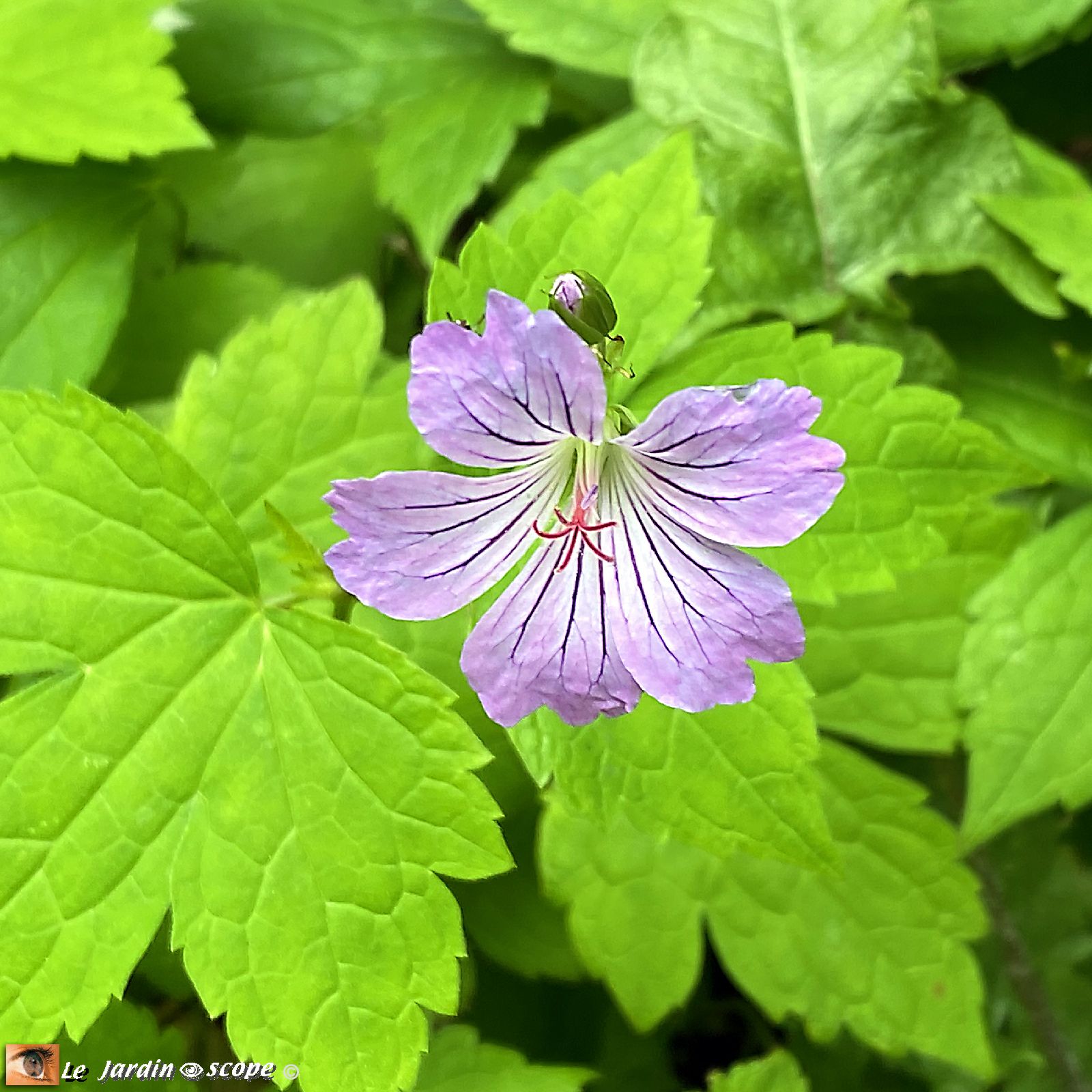 Geranium nodosum