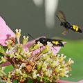 Ces guêpes solitaires parasitent les larves de cétoines