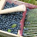 Confiture de myrtilles et framboises