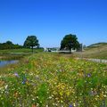 Protéger les sols pour préserver la biodiversité