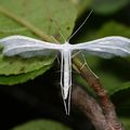 Pterophorus pentadactylus (Ptérophore blanc)