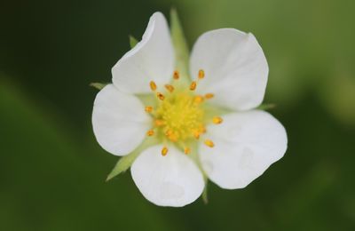 Le bouquet du dimanche 21/2016 : Bonne fête à toutes les mamans