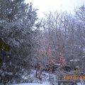 la neige est tombée sur les kakis