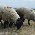 [Mont Saint Michel] à la rencontre des moutons