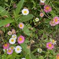 L'Erigeron un couvre-sol idéal au soleil en terrain sec