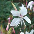 Le Gaura et ses fleurs papillons d'une légèreté remarquable