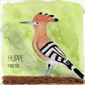 La huppe fasciée
