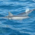 #4 : Hawaii ...l'océan, le bateau, les poissons et les dauphins !!! Une de nos plus inoubliables sorties !