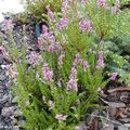 Erica carnea, des bruyères rustiques qui bravent les frimas