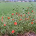 les premiers coquelicots...