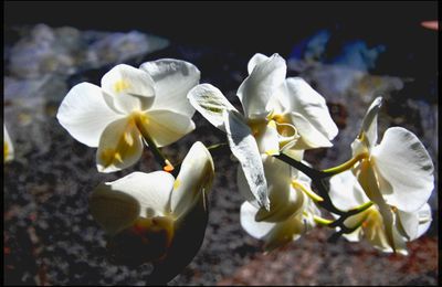 Orchidaceae ou mieux connue sous le nom de Orchidée 