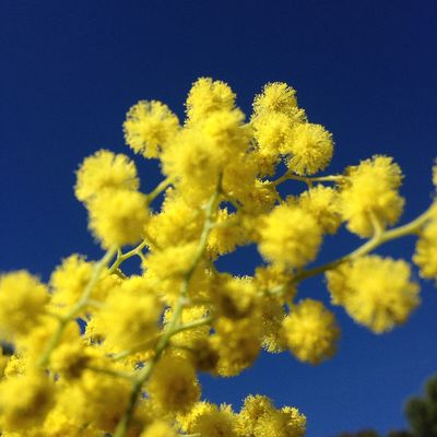 Au pays de l'Or Jaune ...