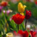 Tulipes